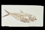 Fossil Fish (Diplomystus) - Green River Formation #149845-1